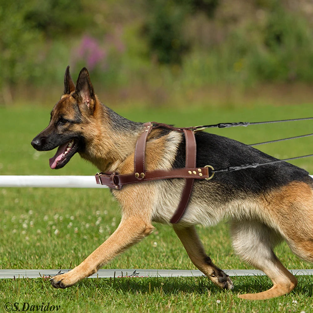 Real Leather Dog Harness Pet Strong Pulling Harness Vest For Large Dogs German Shepherd Dog